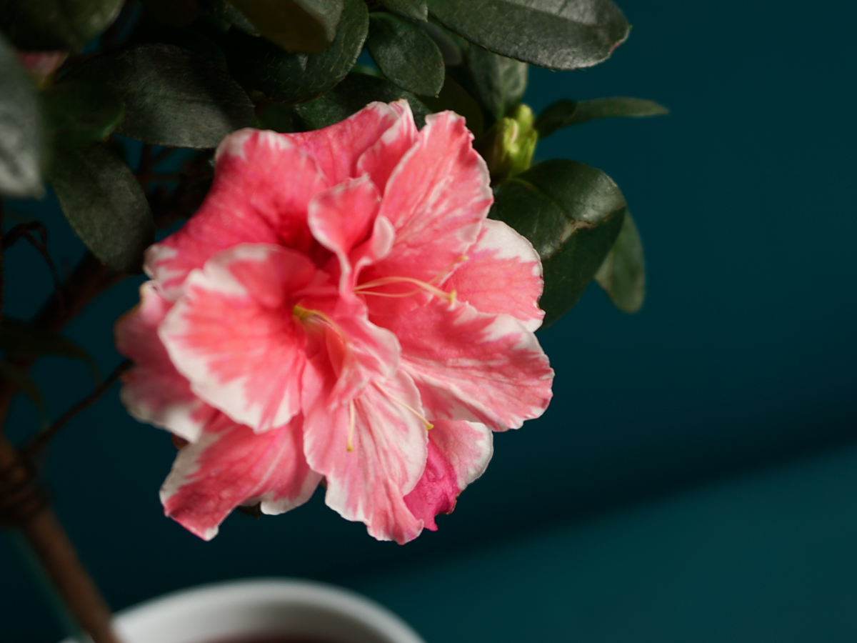 Acālija | Rhododendron simsii |
