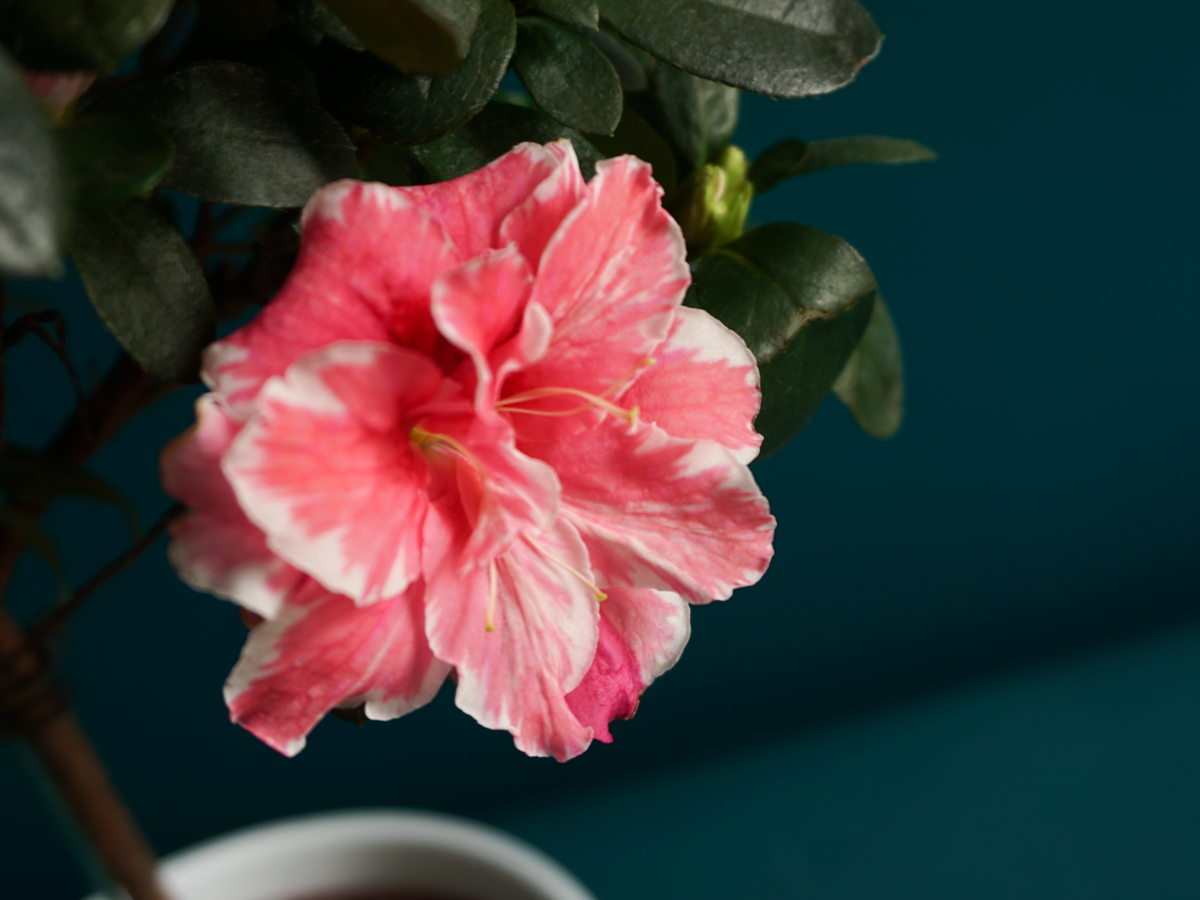 Azalea Rhododendron simsii