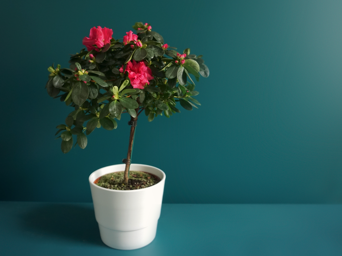 Azalea Rhododendron simsii