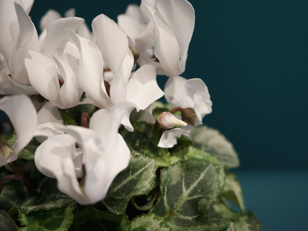 Alpu vijolīte | Cyclamen |