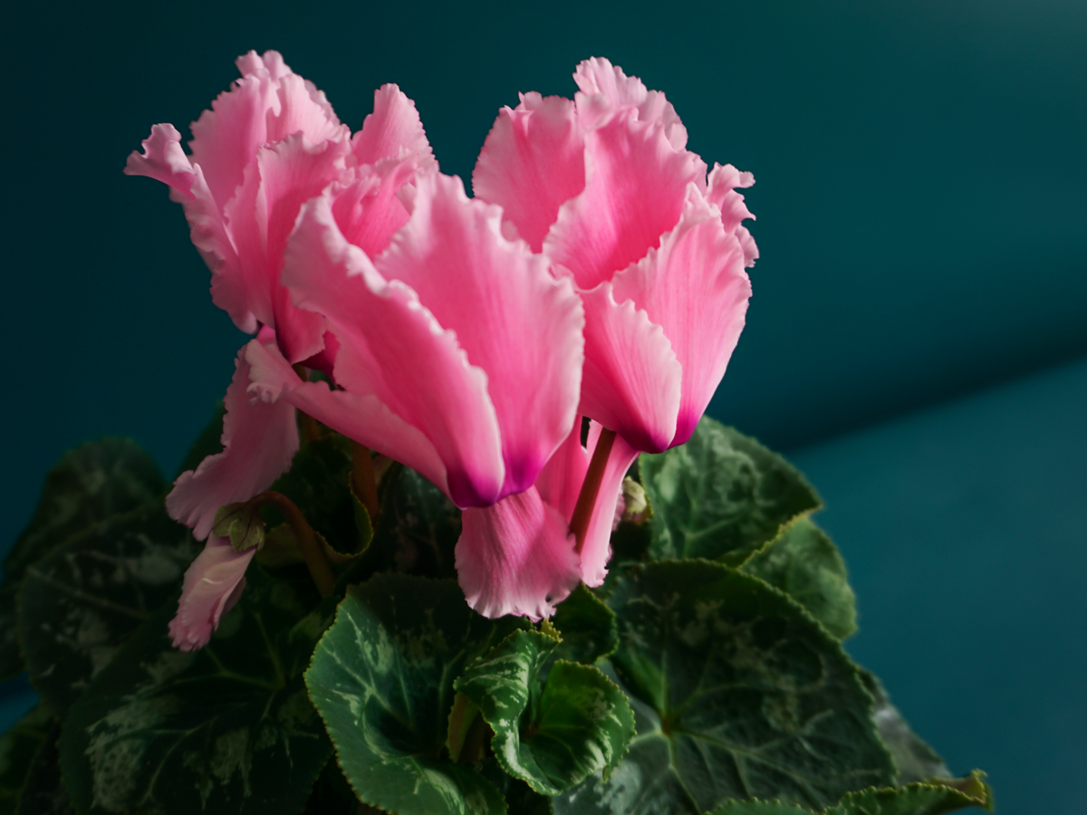 Alpu vijolīte | Cyclamen |