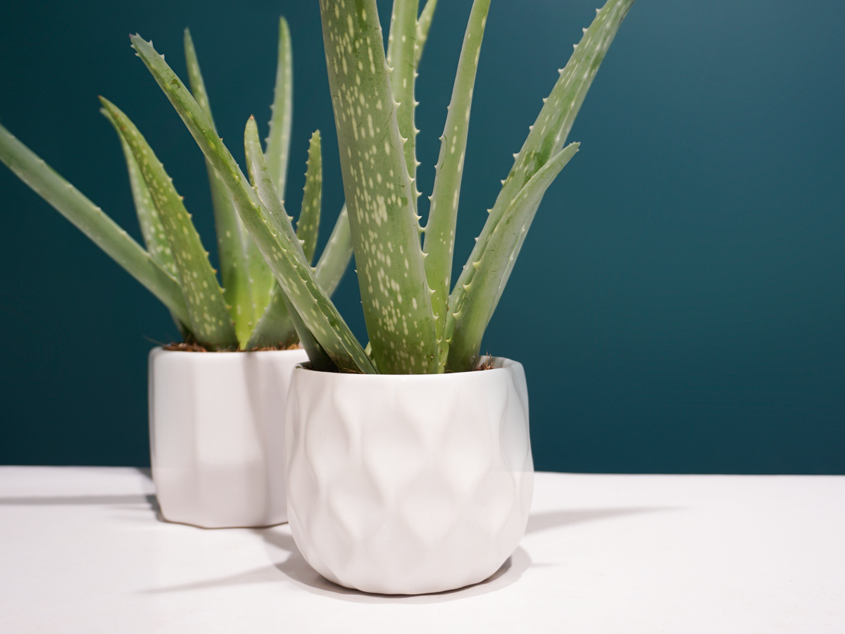 Alveja | Aloe vera |