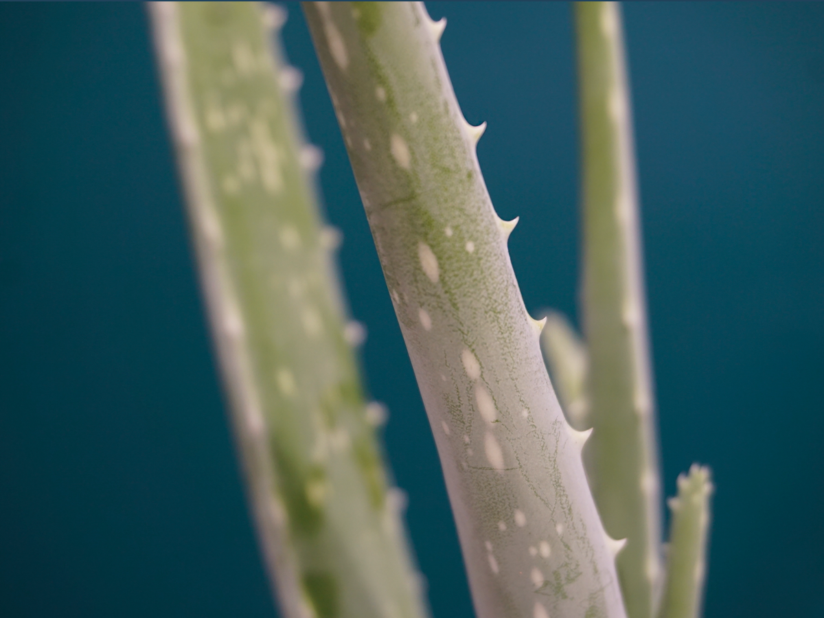 Alveja | Aloe vera |