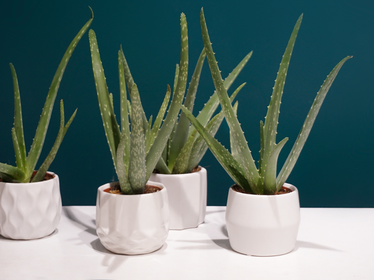 Alveja | Aloe vera |