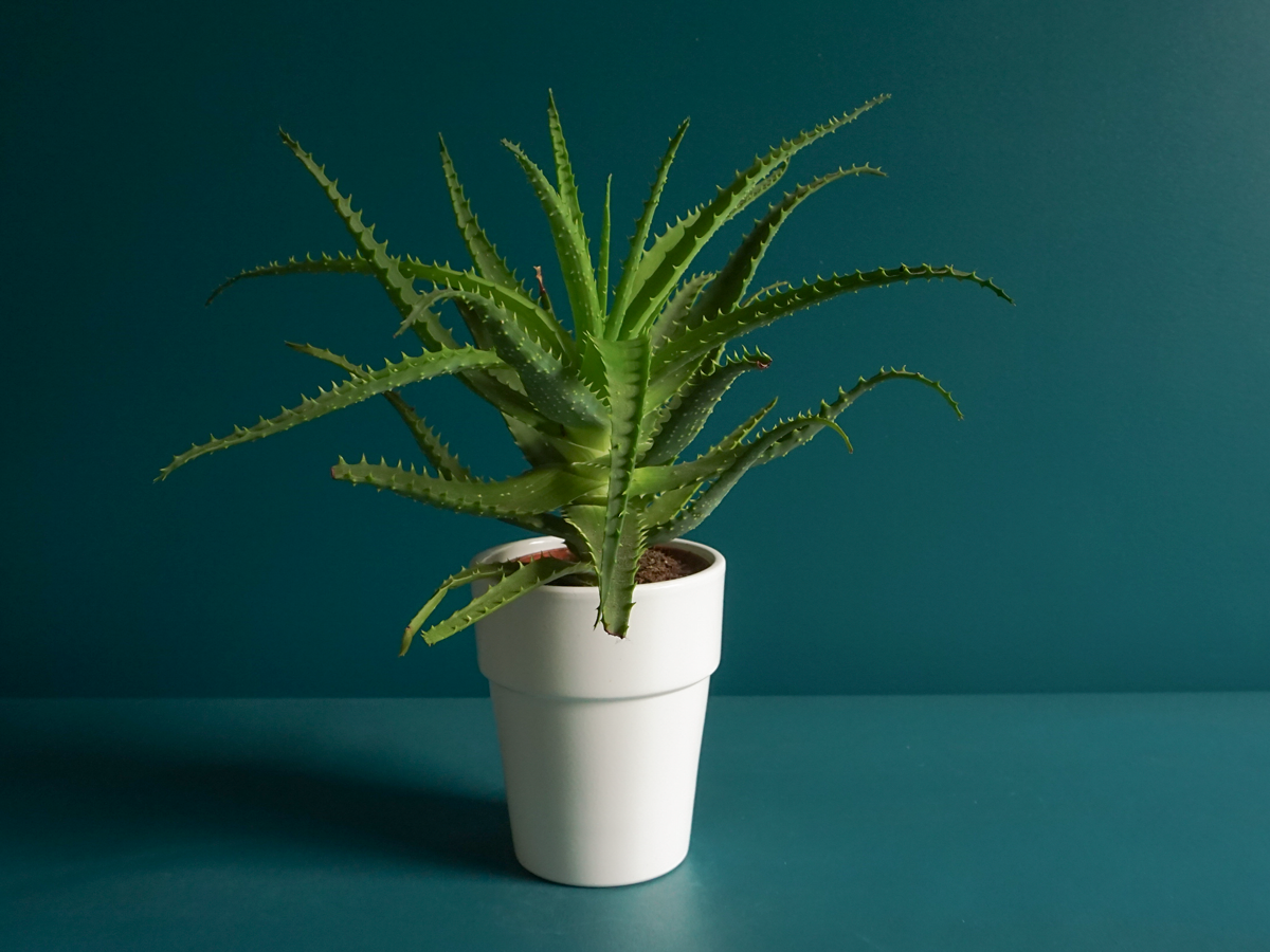 Wood aloe Aloe arborescens