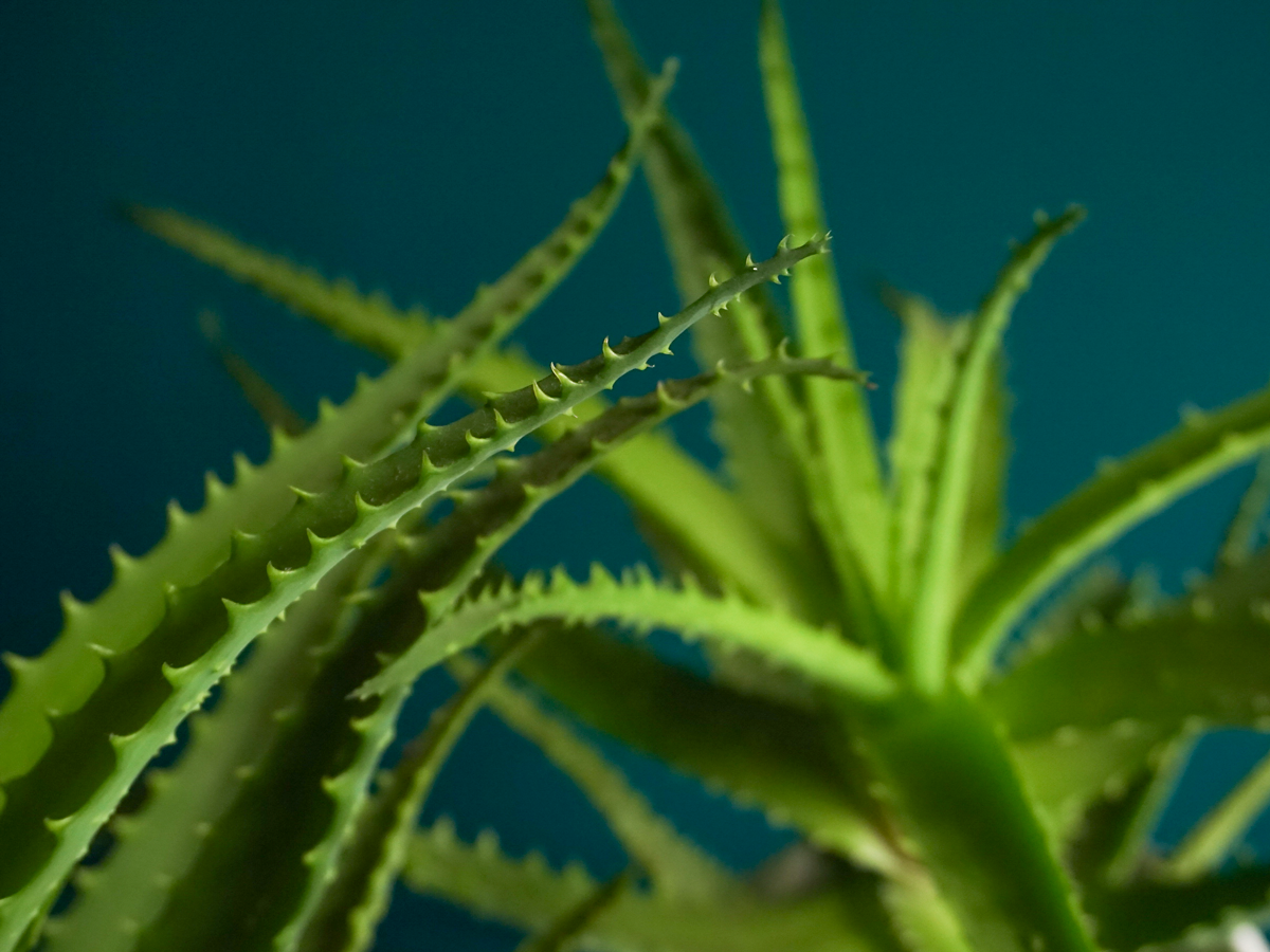 Wood aloe Aloe arborescens