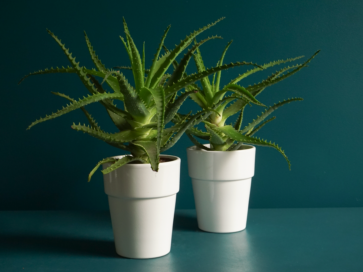 Wood aloe Aloe arborescens