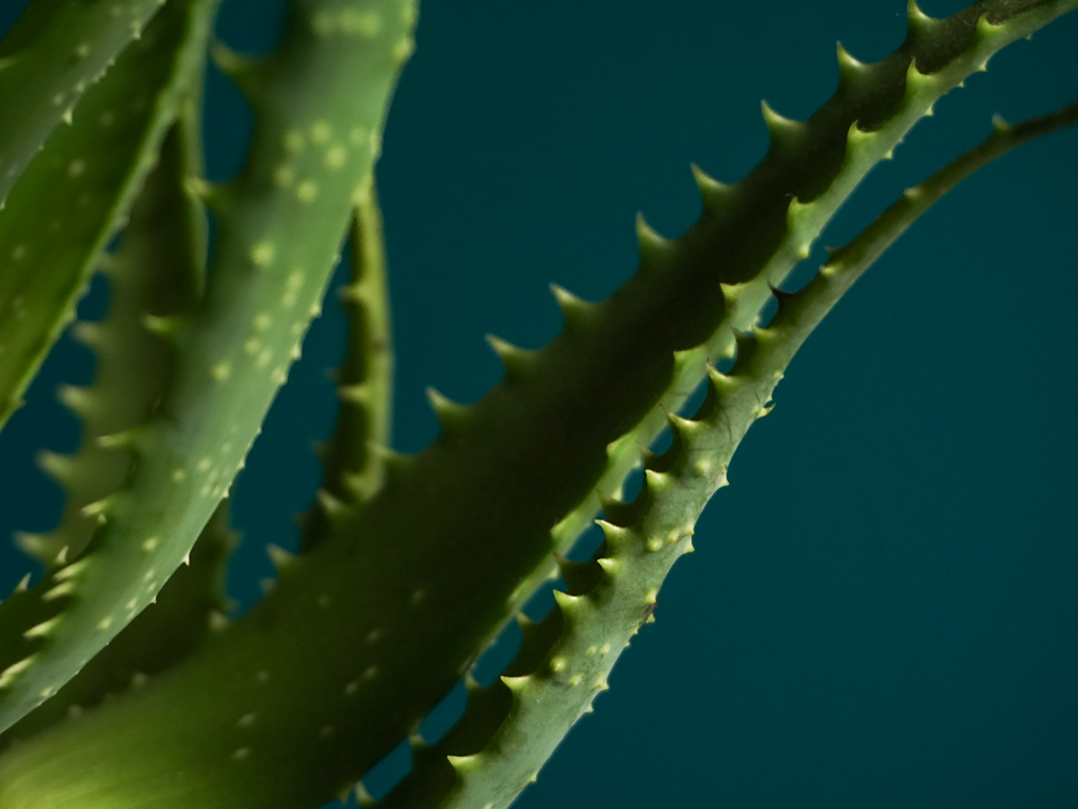 Wood aloe Aloe arborescens