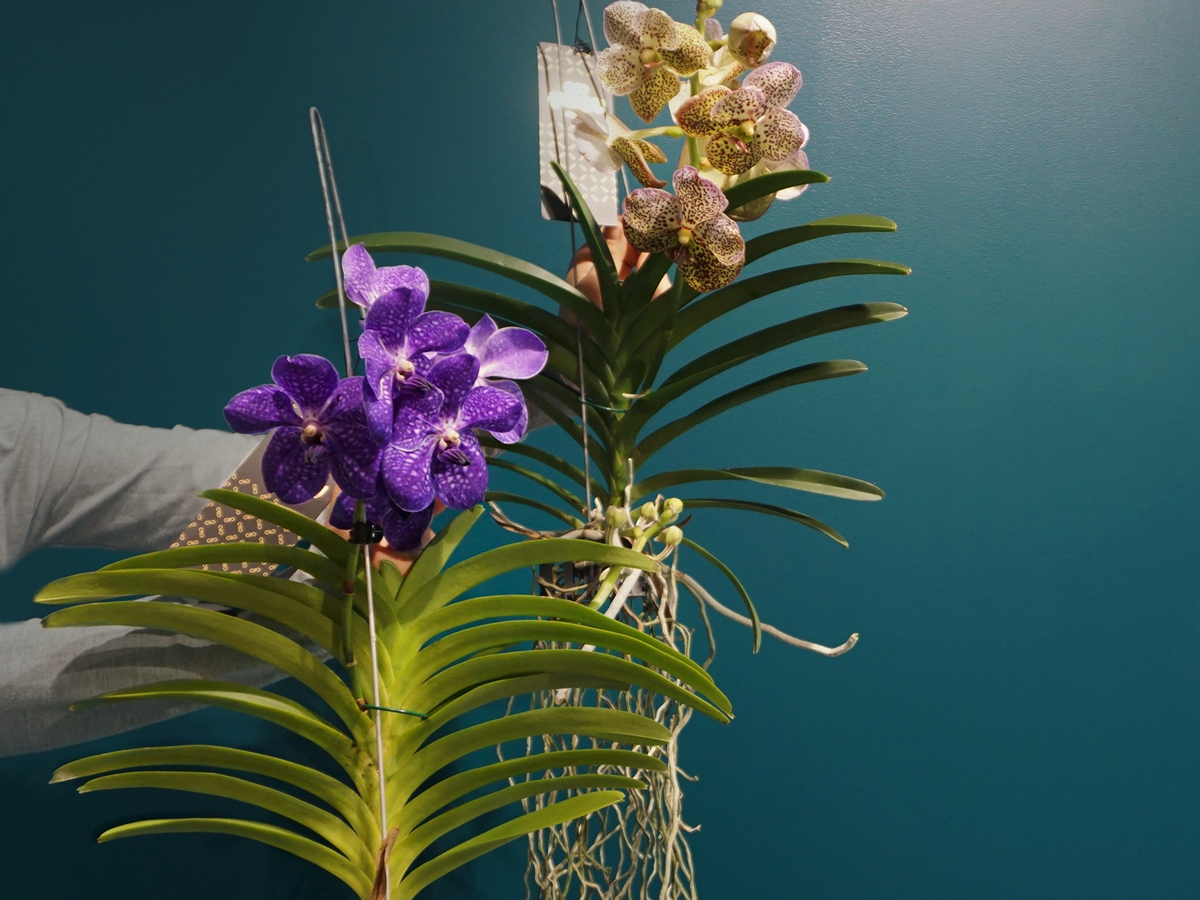 Orchids Vanda |