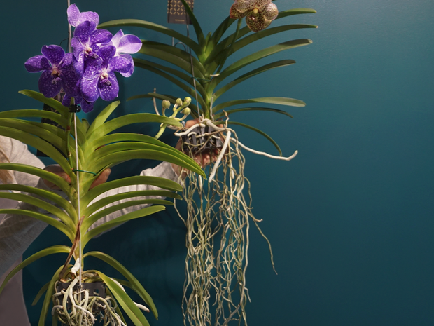 Orhideja | Vanda |