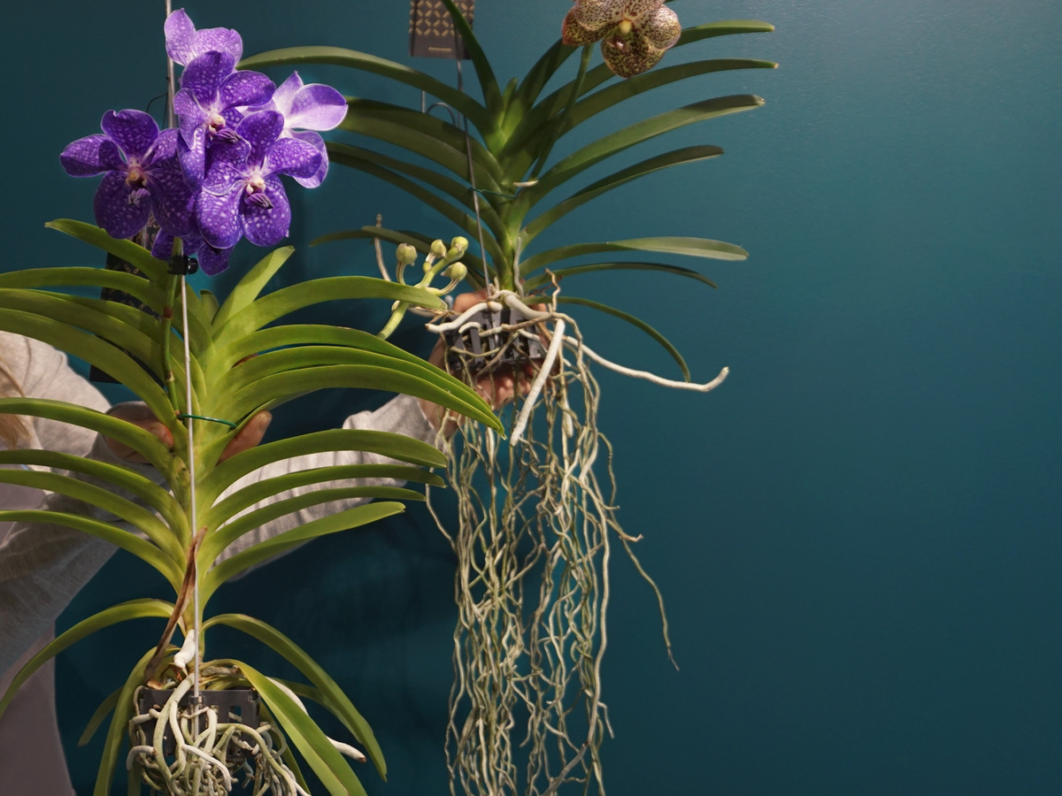 Orchids Vanda |