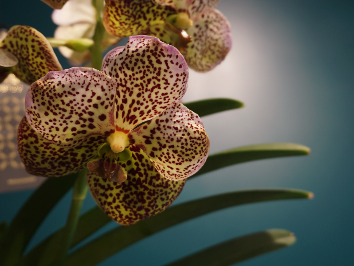 Orhideja | Vanda |