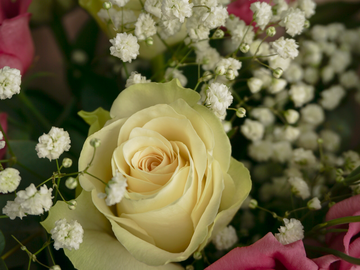 Bouquet of roses 08 |