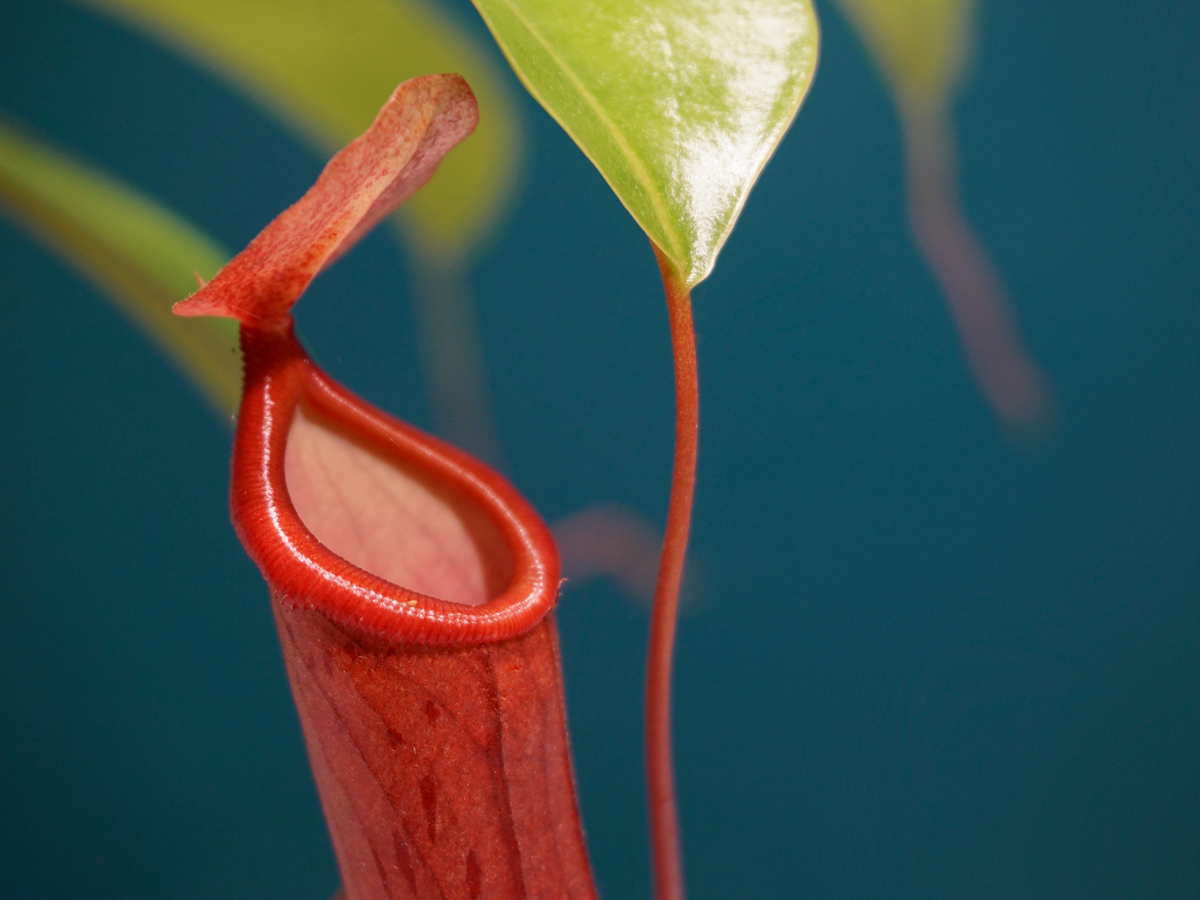 Kukaiņēdājs | Nepenthes |