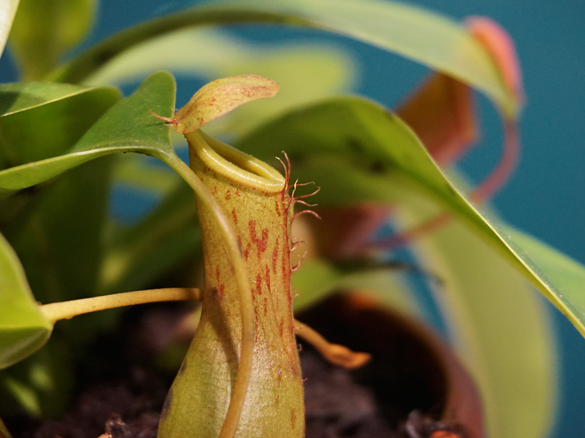 Insectivore Nepenthes |