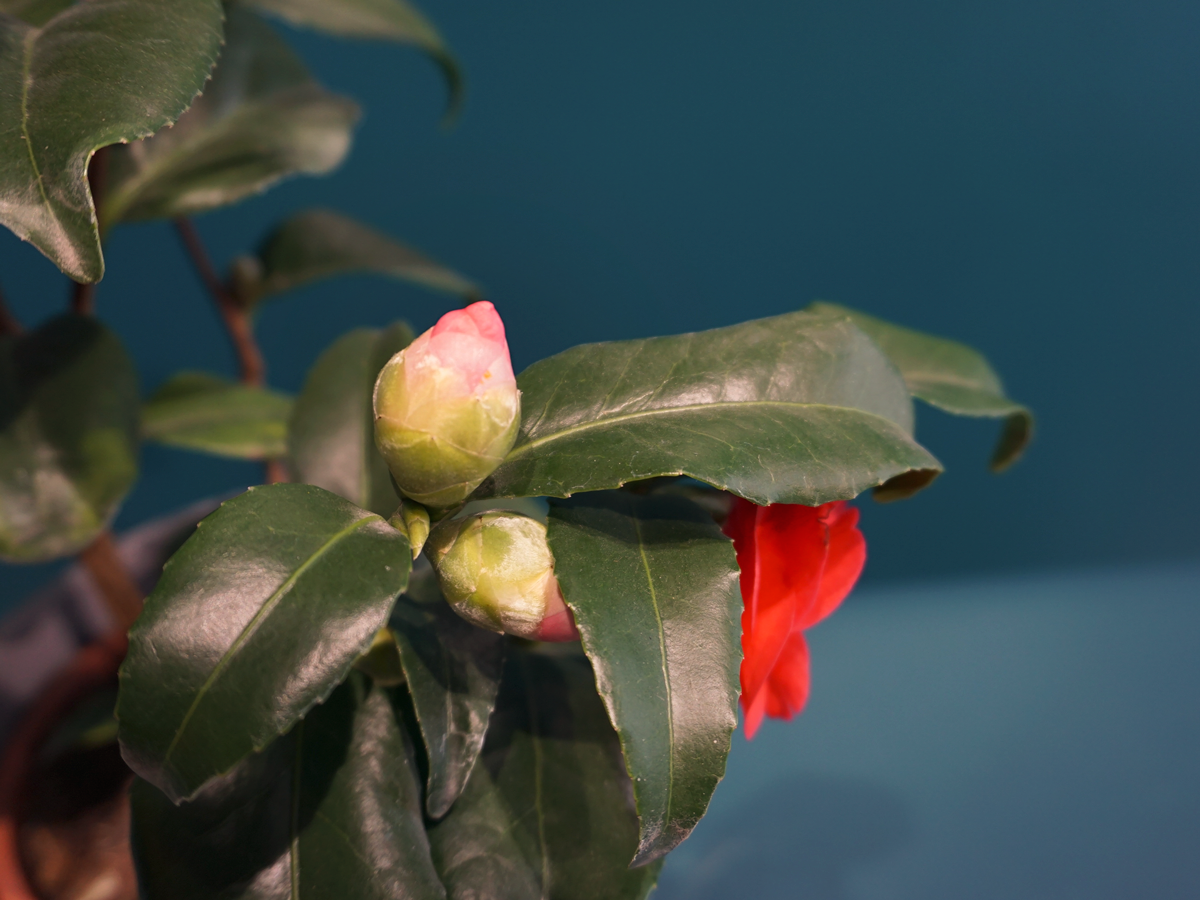 Camellia Camellia japonica