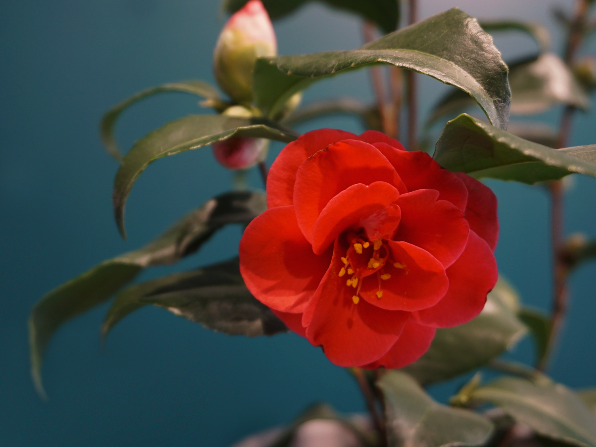 Camellia Camellia japonica