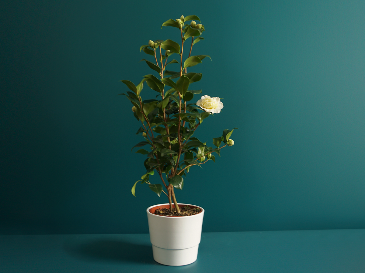 Camellia Camellia japonica