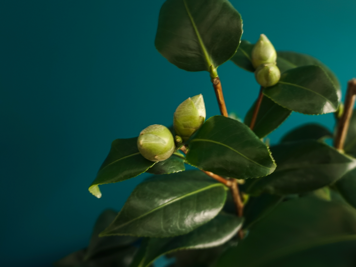 Kamēlija | Camellia japonica |