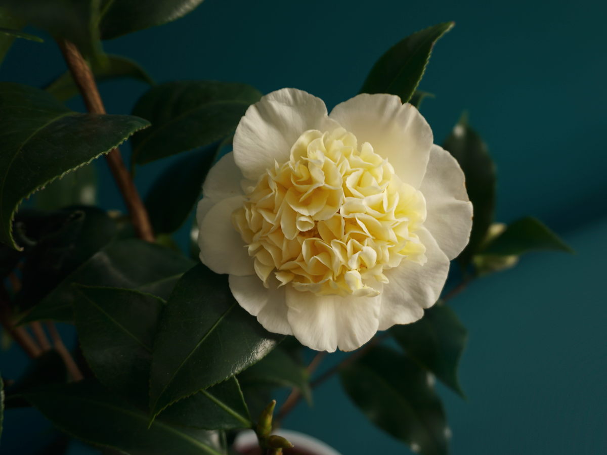 Camellia Camellia japonica
