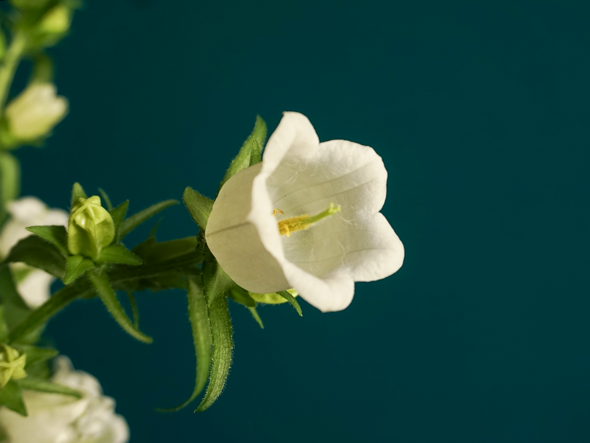 Pulkstenītes | Campanula |
