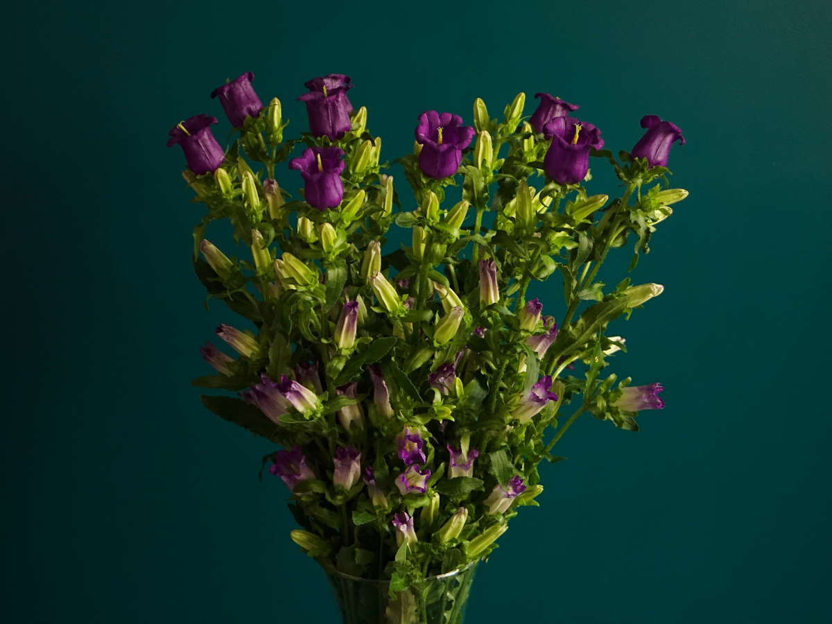 Pulkstenītes | Campanula |