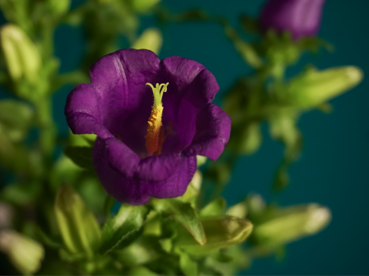 Pulkstenītes | Campanula |