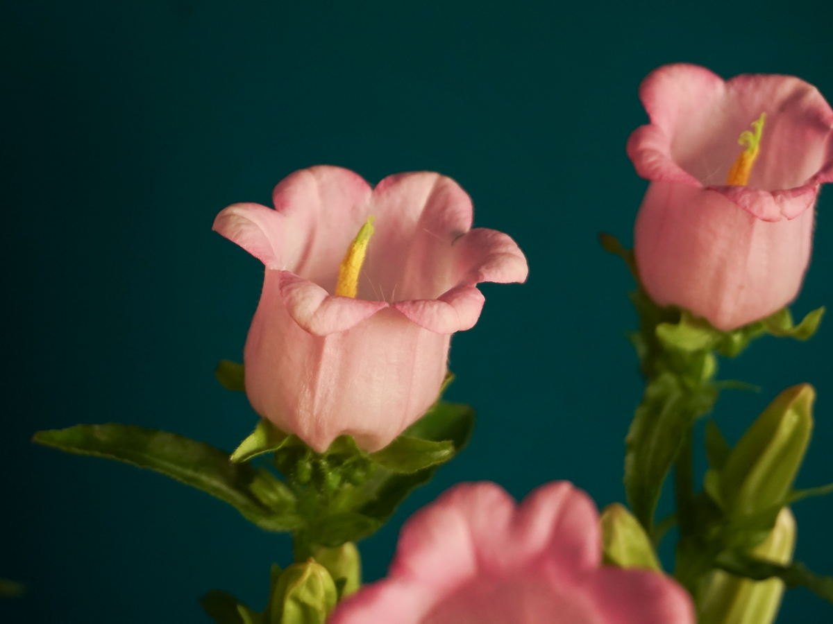Pulkstenītes | Campanula |