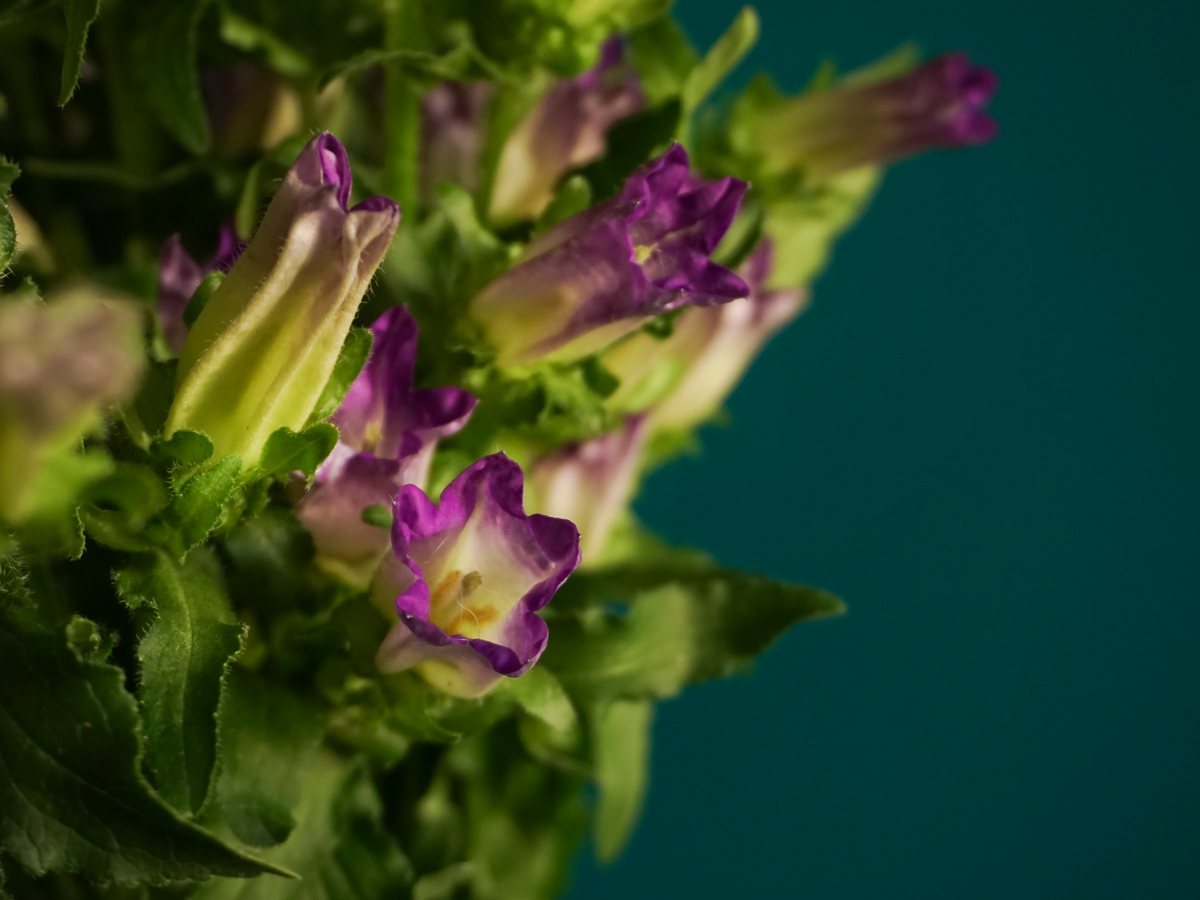 Pulkstenītes | Campanula |