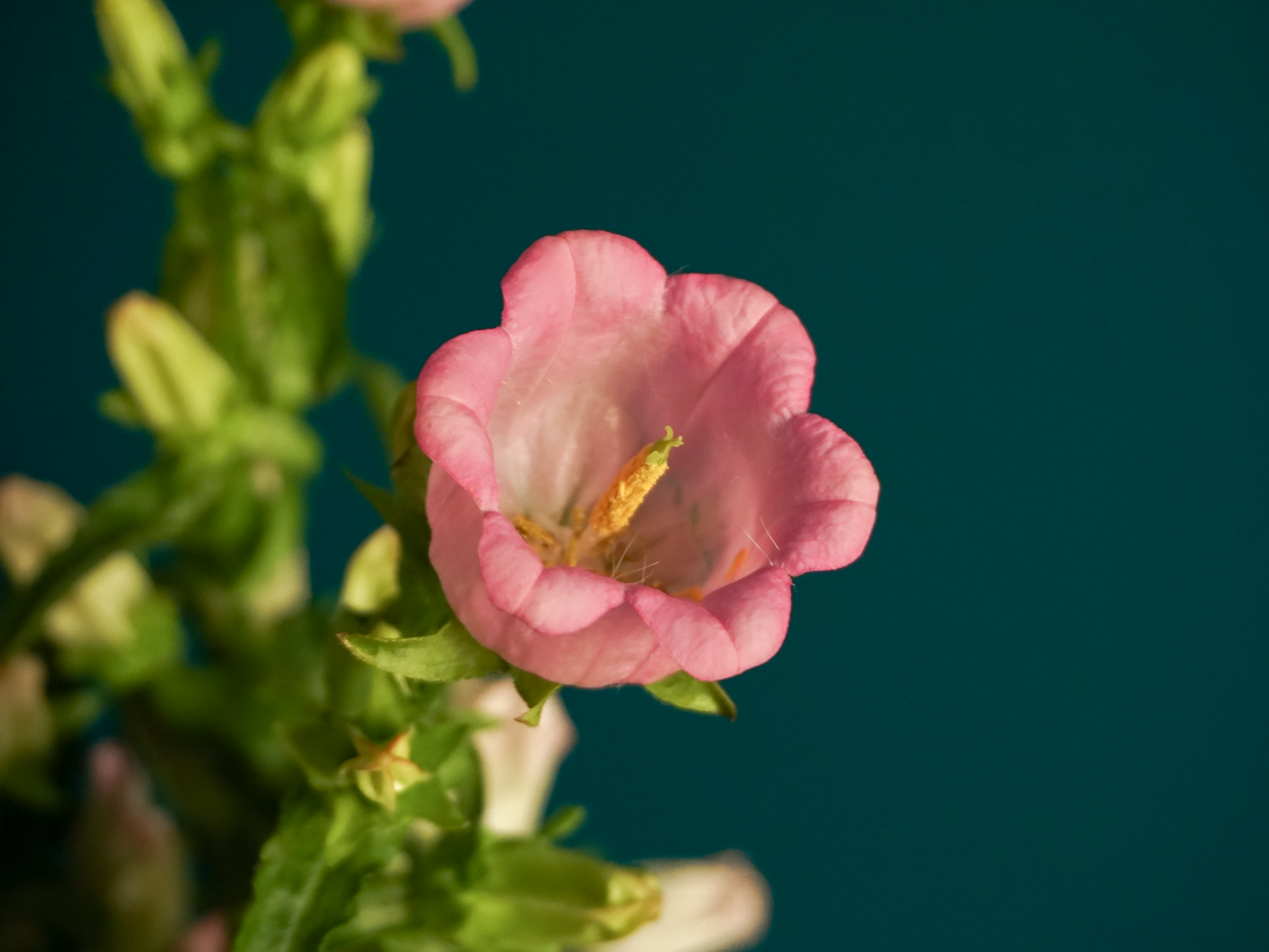 Pulkstenītes | Campanula |