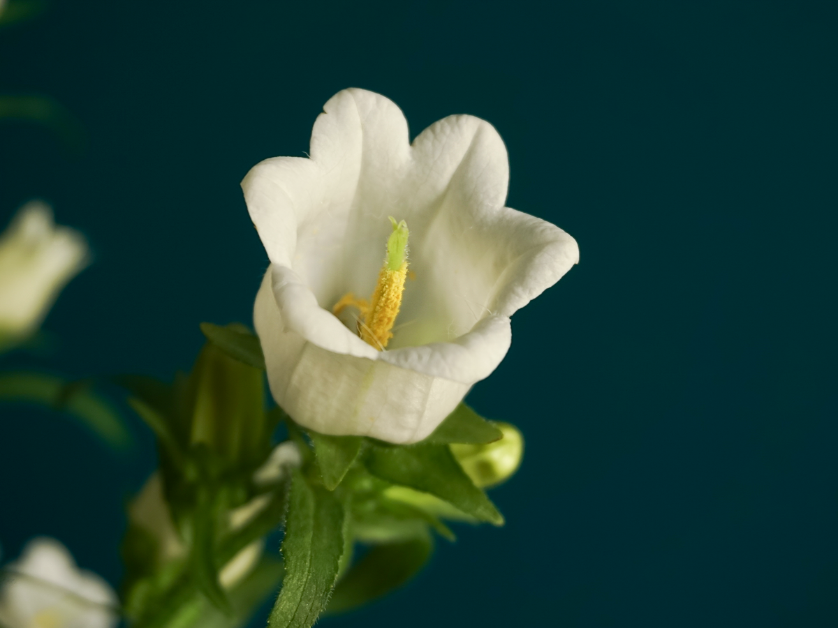 Pulkstenītes | Campanula |
