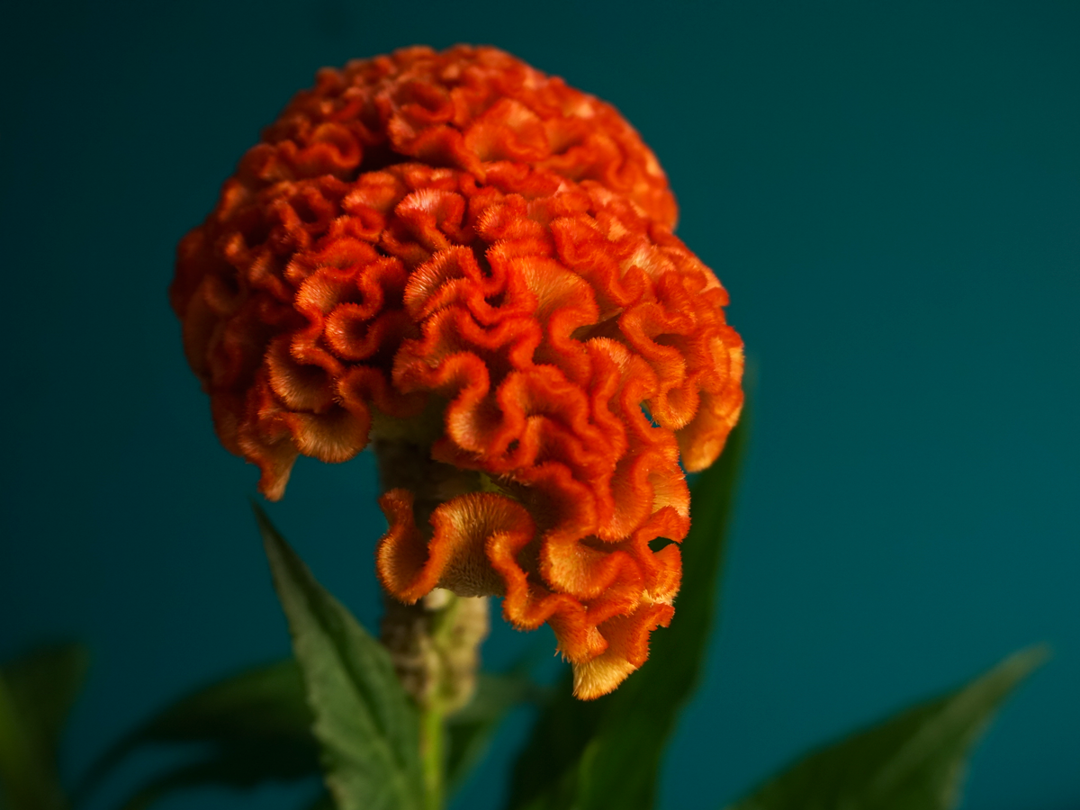 Celozijas | Celosia cristata |