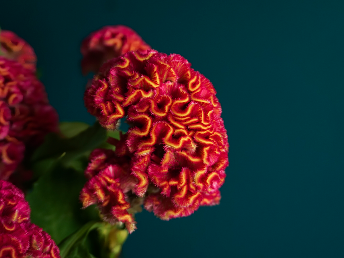 Celozijas | Celosia cristata |