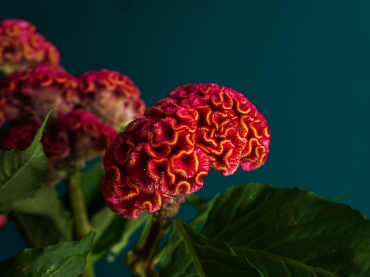 Celozijas | Celosia cristata |