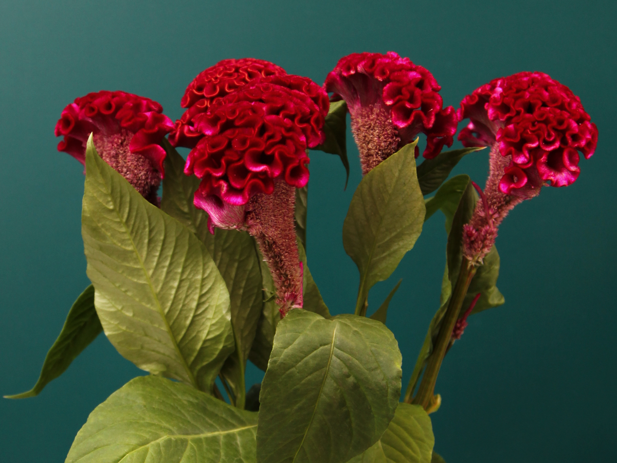 Celozijas | Celosia cristata |