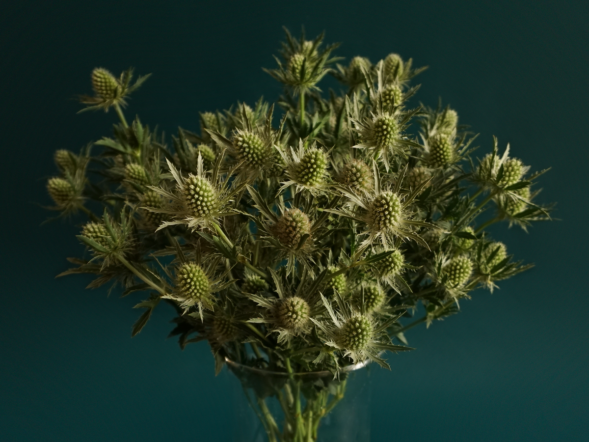 Blueberries Eryngium
