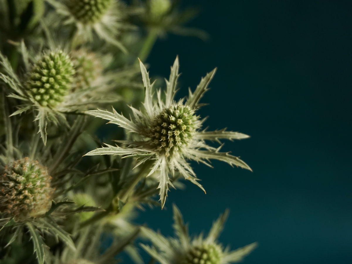 Blueberries Eryngium