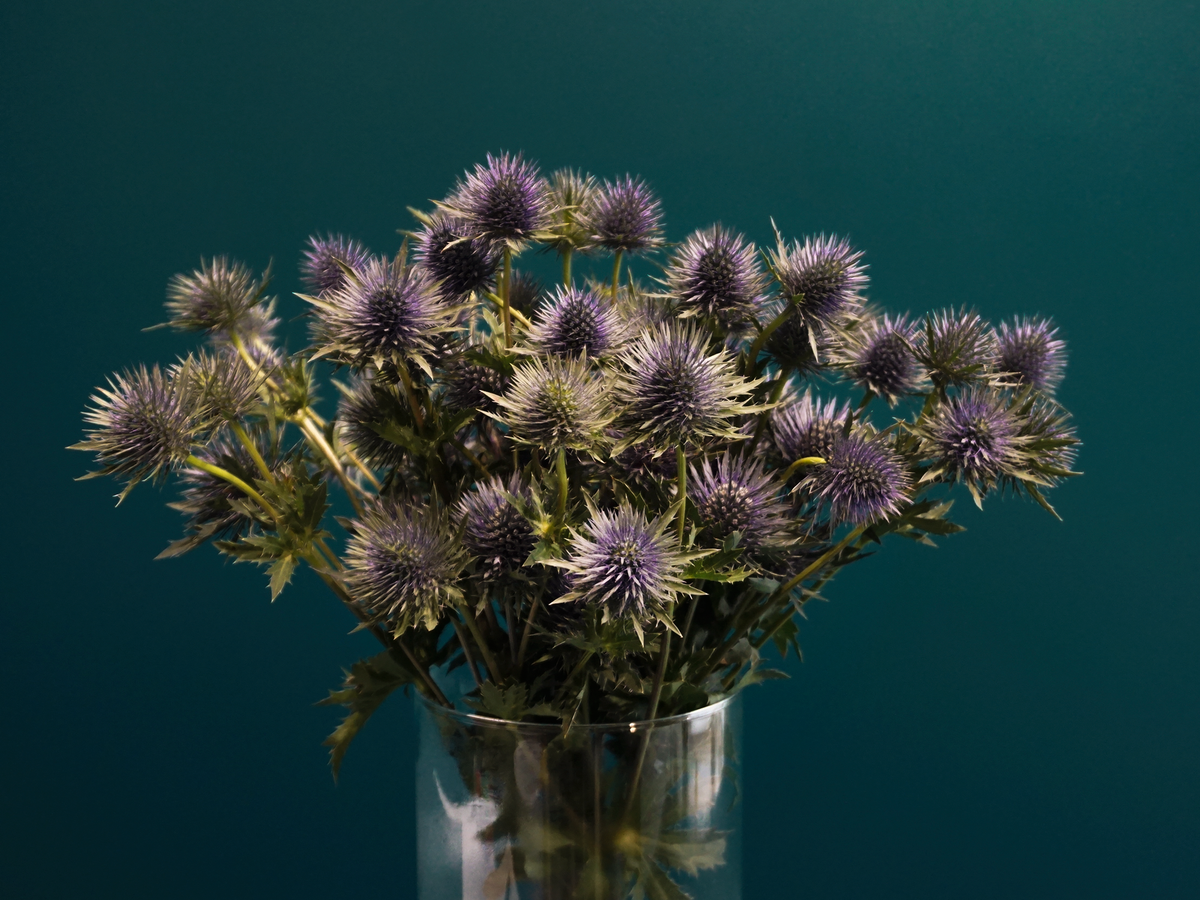 Blueberries Eryngium