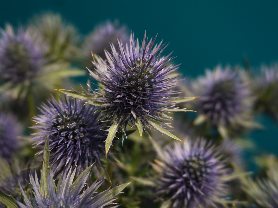 Zilpodzes | Eryngium |