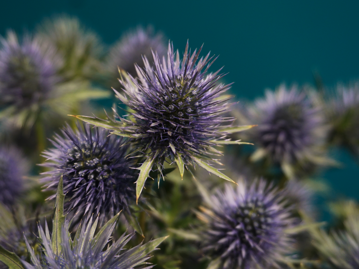 Blueberries Eryngium