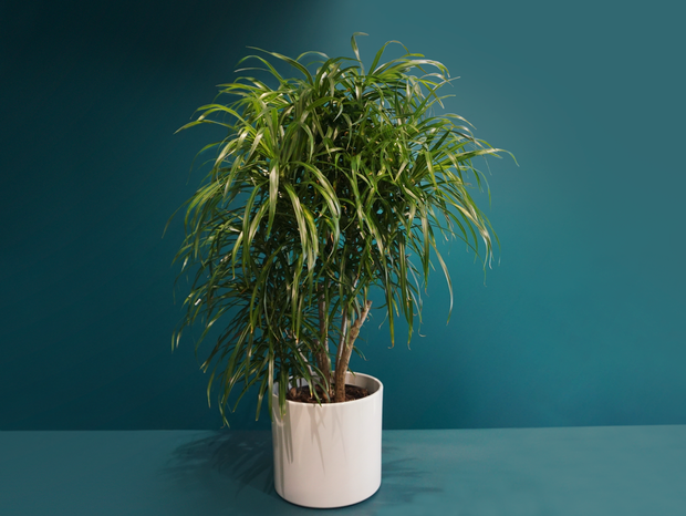 Dracēna | Dracaena |