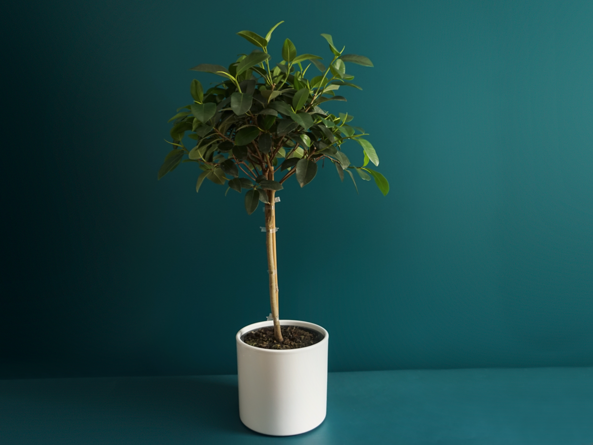 Fikuss Microcarpa Moclame