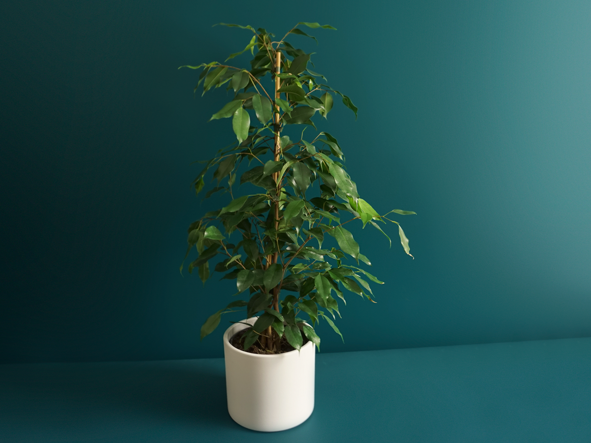 Ficus Ficus benjamina