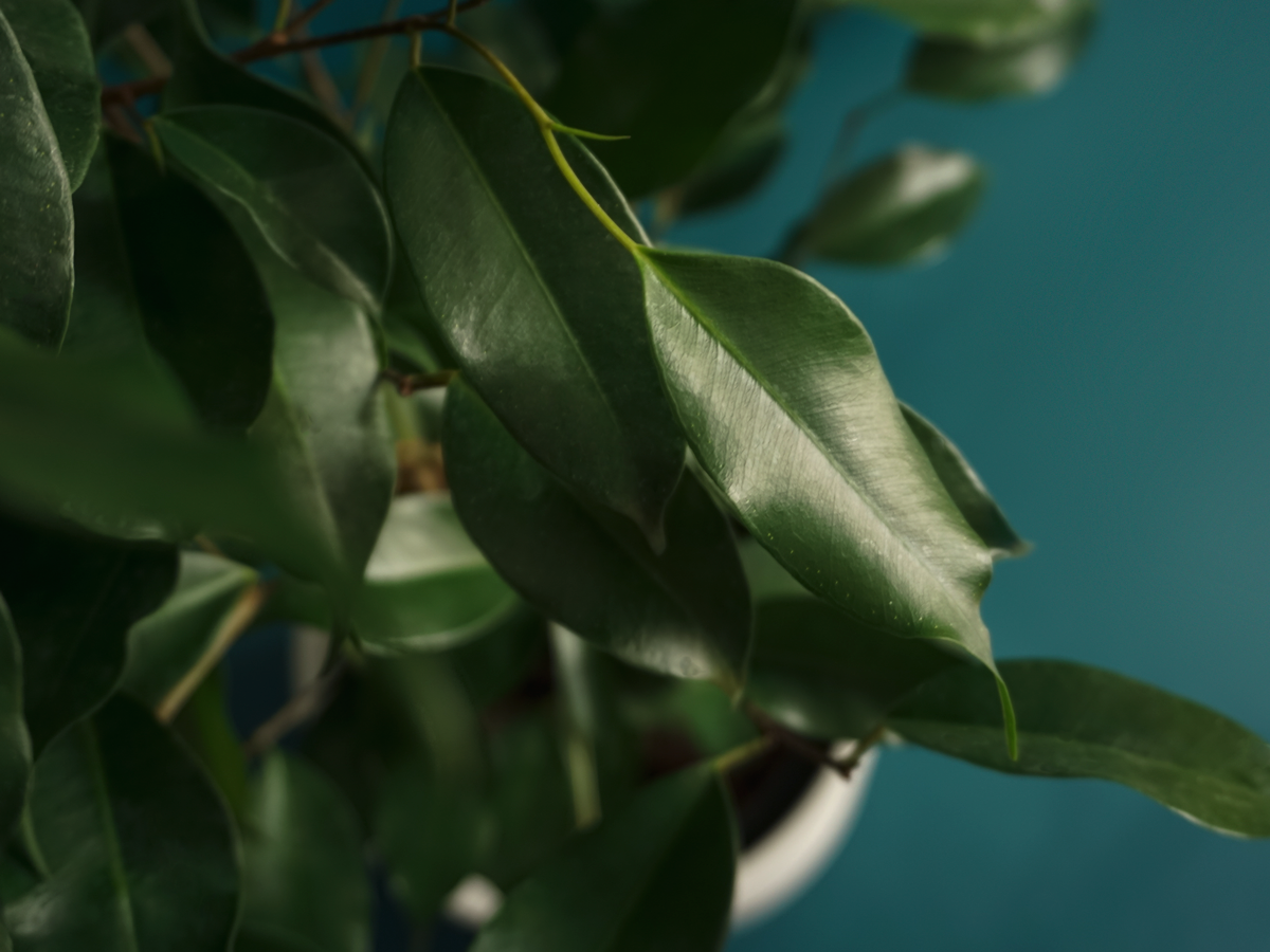 Ficus Ficus benjamina