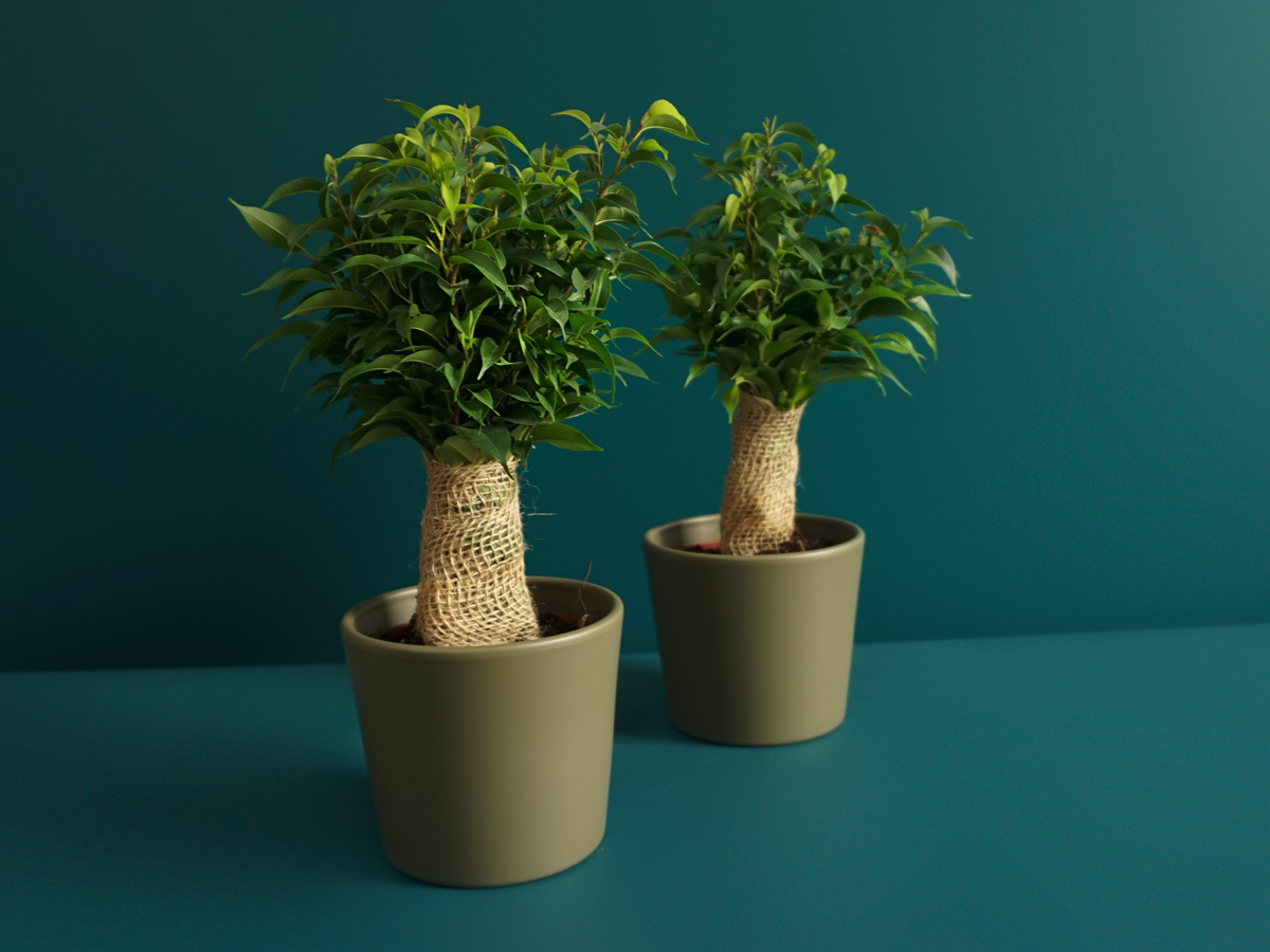 Fikuss | Ficus benjamina |