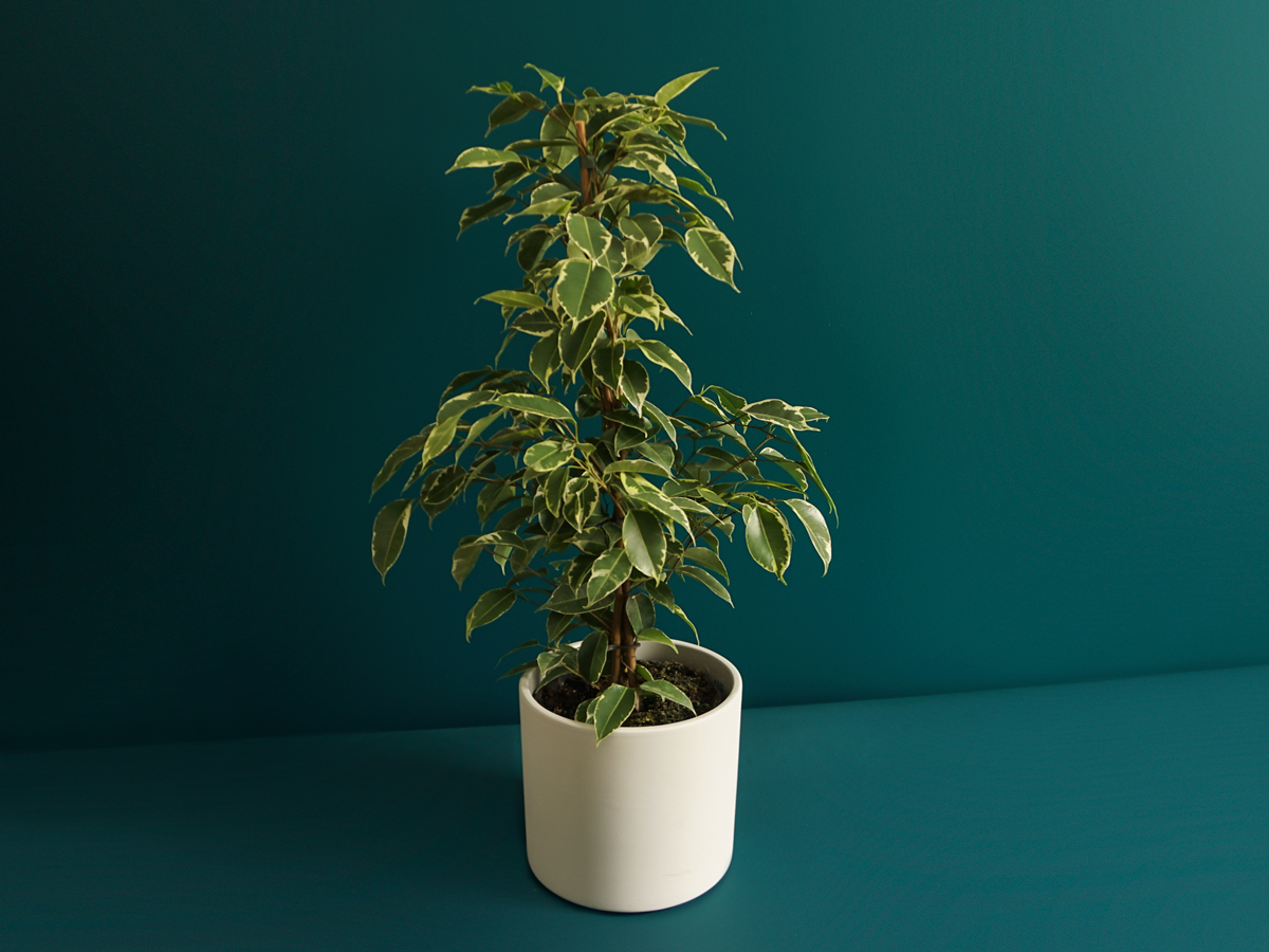 Ficus Ficus benjamina