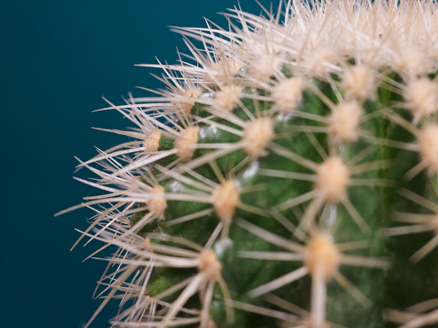 Kaktuss | Cactacae |