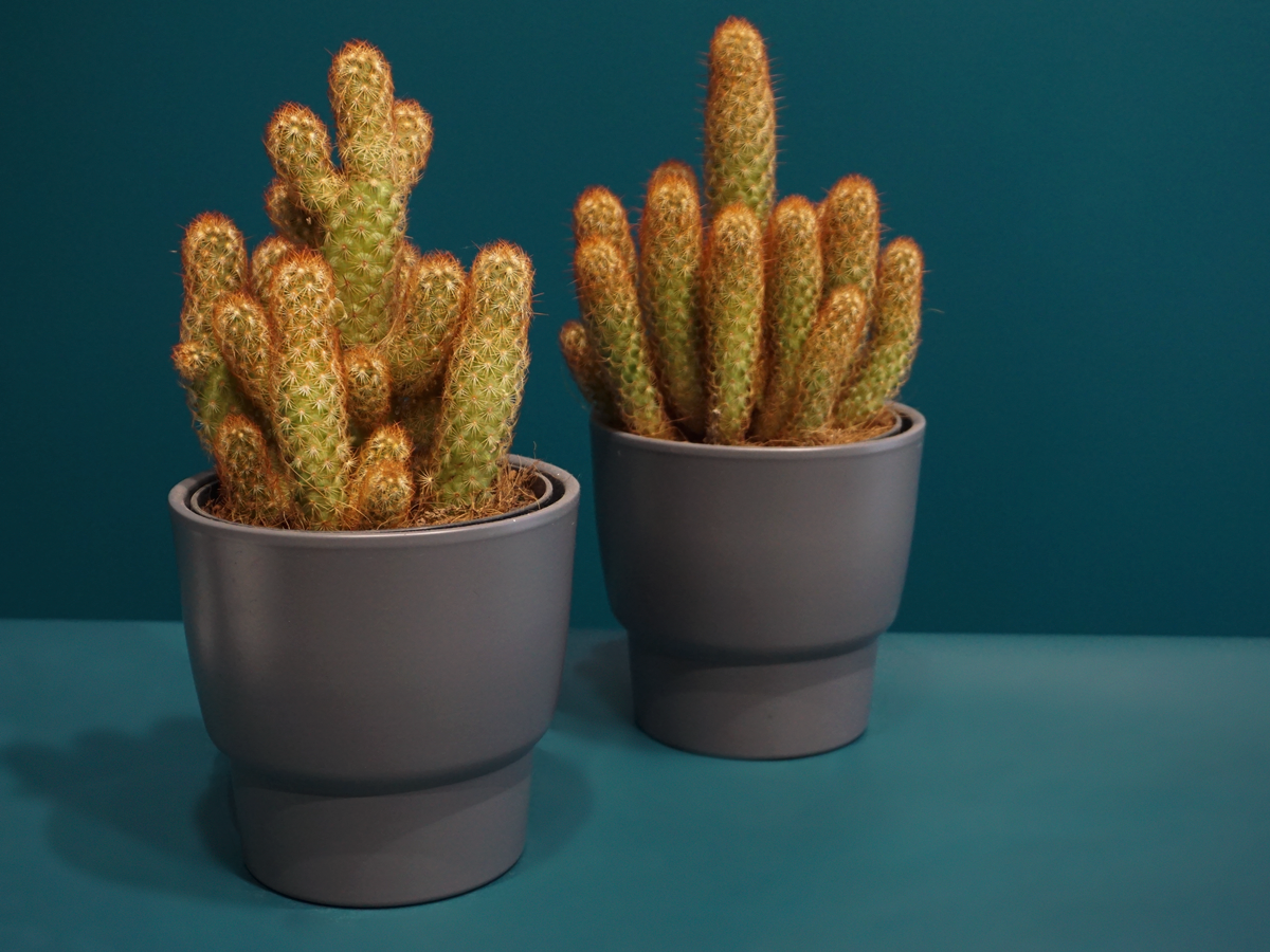 Cactus MIX M | + variants