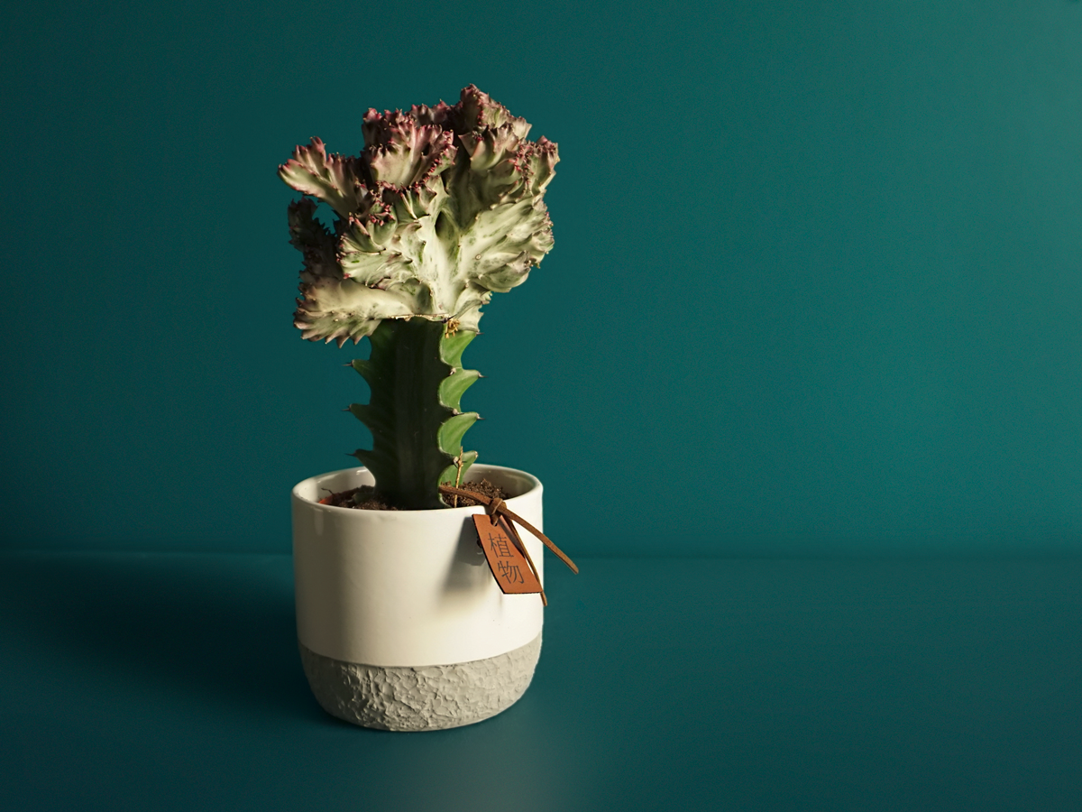 Cactus MIX M | + variants