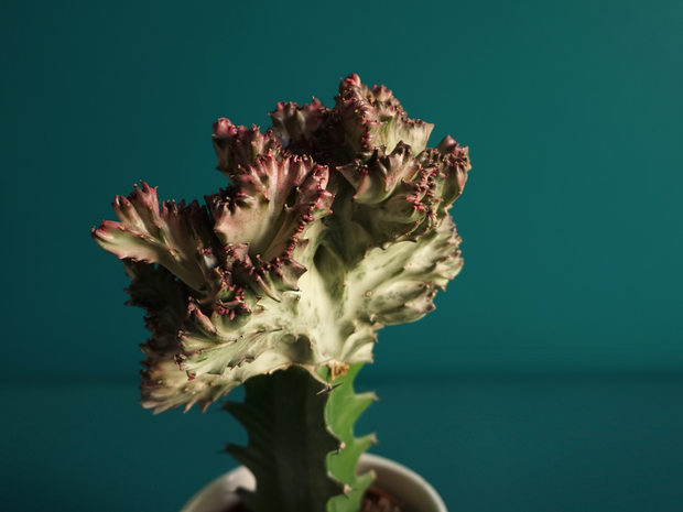 Kaktusu MIX | M | + varianti |